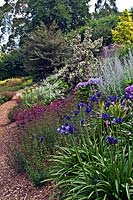 View along a mixed border of flowering perennials such as Agapanthus and shrubs

