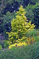 Metasequoia glyptostroboides 'Gold Rush' - Dawn Redwood - in a border
