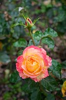 Rosa 'Pullman Orient Express'  - Rose