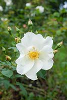 Rosa 'Windrush' - Rose