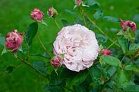 Rosa 'Rozenfaszination' syn. 'Jardins de Chaumont-sur-Loire' - Rose