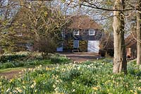 View across beds of naturalised Narcissus - Daffodil - to 19th century oast house