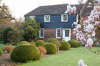 Magnolia x soulangeana blossom alongside lawn with double row of Buxus - Box - balls either side of path to house
