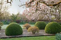 View across path lined with Buxus - Box - spheres and containers of Abelia 'Sunshine Daydream' and Abelia 'Confetti'. Magnolia x soulangeana and border against wall beyond
