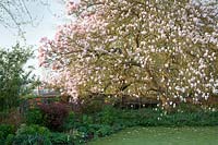 Mature Magnolia x soulangeana overhanging lawn and L-shaped herbaceous border 
