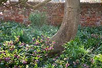 Hellebores purpurascens - Hellebore - at base of Magnolia tree, brick wall in background