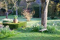 Rope swing hanging from tree in a garden with lawns and Narcissus - Daffodil - 