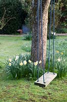 Rope swing hanging from tree underplanted with Narcissus - Daffodil - with lawn