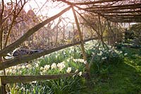 View under rustic pergola with underplanting of Narcissus - Daffodil
