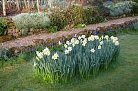 Grass with bed of Narcissus 'High Society' - Daffodil -  and Muscari Grape Hyacinth behind 