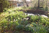 Wildlife pond near trees and flower bed with Narcissus - Daffodil 
