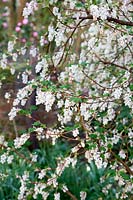 Ribes sanguineum - Flowering Currant 