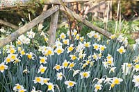 Narcissus 'High Society' - Daffodil 

