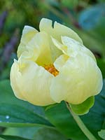 Paeonia mlokosewitschii - Molly-the-Witch Peony