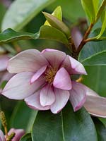 Magnolia 'Fairy Blush'