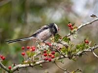 A young Long-tailed Tit on Hawthorn