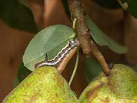 Caterpiller of Dagger Moth on pears