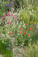 The Drought Tolerant Garden at the RHS Hampton Court Palace Garden Festival 2019. Planting combination for a dry gravel garden includes Lychnis coronaria, Glaucium corniculatum - syn. Glaucium flavum var. auranticum.