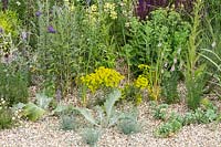 RHS Hampton Court Palace Garden Festival 2019. Planting combination for a dry gravel garden includes Euphorbia, Festuca glauca 'Elijah Blue', Sedum, Echinops ritro 'Veitch's Blue', Linaria purpurea 'Canon Went'.