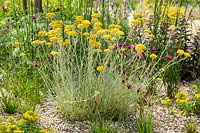RHS Hampton Court Palace Garden Festival 2019. Planting in gravel includes Sedum spurium 'Green Mantle', Helichrysum italicum, Dianthus carthusianorum.
