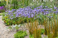 RHS Hampton Court Palace Garden Festival 2019. Planting in gravel includes Triteleia laxa, Libertia perigrinans, Sedum spurium 'Green Mantle'.