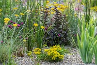 RHS Hampton Court Palace Garden Festival 2019. Planting combination for a dry gravel garden includes Sedum 'Weinstephner Gold', Hylotelephium 'Karfunkelstein', Helichrysum italicum, and Dianthus carthusianorum.