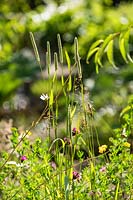 Wild grasses and flowers in The RHS Back to Nature Garden designed by HRH The Duchess of Cambridge, Andree Davies and Adam White at the RHS Hampton Court Palace Garden Festival 2019.