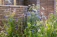 Centaurea cyanus - Cornflowers - and Ammi majus grown by brick walls of varying heights. RHS Hampton Court Palace Garden Festival 2019. Sponsors: Wienerberger, Majestic Trees, Quick Hedge, Allgreen Group, WowGrass.