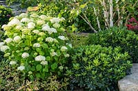Hydrangea and Pittosporum shrubs. The Smart Meter Garden designed by Matthew Childs at the RHS Hampton Court Palace Garden Festival 2019. Sponsor: Smart Energy GB.
