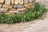Erigeron karvinskianus - Mexican Daisy - softens the hard landscaping materials of a curving brick path and a drystone wall. RHS Hampton Court Palace Garden Festival 2019. Sponsor: Belvoir Fruit Farms.
