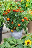 A container of Tagetes - Marigolds. The Edible Eden garden designed by Chris Smith, Pennard Plants at the RHS Hampton Court Palace Garden Festival 2019. Sponsor: Burpee Europe Ltd