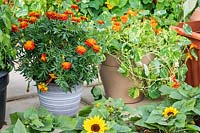 Containers of Tagetes - Marigolds - and Nasturtiums. The Edible Eden garden designed by Chris Smith, Pennard Plants at the RHS Hampton Court Palace Garden Festival 2019. Sponsor: Burpee Europe Ltd.