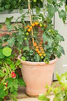 A tomato plant with ripening golden cherry tomatoes, growing outdoors in a container. The Edible Eden garden designed by Chris Smith, Pennard Plants at the RHS Hampton Court Palace Garden Festival 2019. Sponsor: Burpee Europe Ltd.