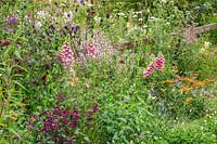 A naturalistic wildlife-friendly garden with colourful flowers including Salvia, Digitalis, Cerinthe major 'Purpurascens', Eryngium and Achillea to attract bees and other insects.  RHS Hampton Court Palace Garden Festival 2019.