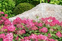 Hydrangea arborescens 'Ruby' and a large natural stone add striking features to a garden.  RHS Hampton Court Palace Garden Festival 2019. Sponsor: Smart Energy GB.