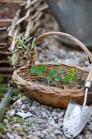 Basket of nasturtium seedlings ready to plant in bed.