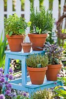 Display of herbs in terracotta pots. Plants are: Origanum vulgare - oregano,  Rosmarinus officinalis - rosemary, Salvia officinalis 'Purpurascens' - purple sage and Thymus x citriodorus 'Aureus' - thyme.