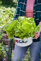Woman holding in colander grown lettuces.