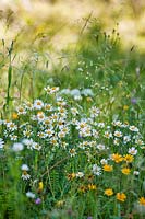Natural planting in widlflower meadow of Leucanthemum vulgare, Buphthalmum salicifolium and grasses