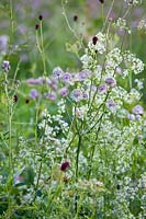 Wildflower meadow with Astrantia major - great masterwort, Sanguisorba officinalis - great burnet and Galium mollugo.
