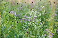 Wildflower meadow with Astrantia major - great masterwort, Sanguisorba officinalis - great burnet and Galium mollugo.