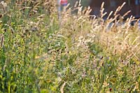 Wild flowers and grasses in July meadow, Sanguisorba officinalis - great burnet, Astrantia major, Phleum pratense, Dancus carota.