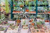 Cactus collection in the Glasshouse. Aptekarsky Ogarod. Translation: The Old Apothecary's Garden. Moscow, Russian Federation. September.