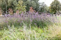 Planting of mainly Verbena bonariensis. Gorky Park, Moscow, Russian Federation in September.