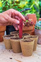 Woman adding label to newly sown Thunbergia alata seeds in biodegradable pots