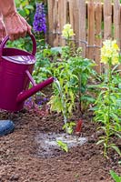 Woman watering newly planted Thunbergia alata young plants with watering can