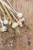 Harvested  Garlic 'Arno' on wooden background