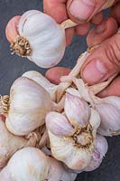 woman plaiting garlic 'arno' for drying