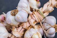 Plaited garlic 'Arno'