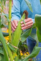 Woman testing Sweetcorn cob to check if ready to harvest